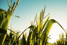 Crop &amp; Tillage