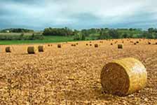 Hay &amp; Pasture