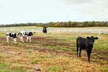 Livestock &amp; Fencing